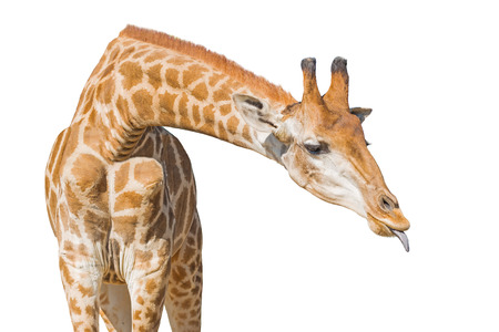 Giraffe put out tongue. Isolated on a white background. Clipping paths includedの写真素材