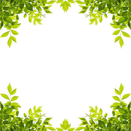 Green leaf border isolated on white background. Clipping paths included.の写真素材