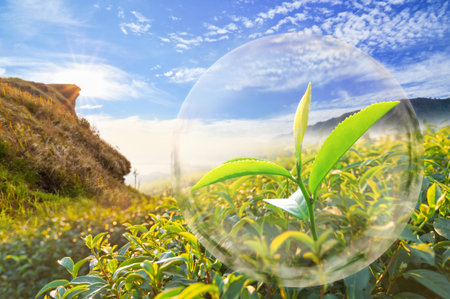 Green tea leaf organic in the bubble on Beautiful landscape and tea plantation background.