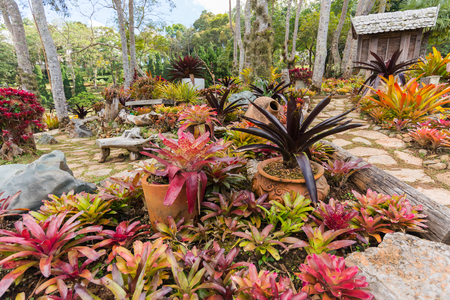 MAE FAH LUANG, THAILAND -  JANUARY 13, 2017: Bromeliad in Mae Fah Luang Garden, locate on Doi Tung at Chiang Rai Province,Thailandのeditorial素材