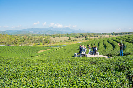 CHIANG RAI, THAILAND - JANUARY 14, 2017: Visiting Choui Fong tea field, one of the biggest tea plantation in Northern Thailandのeditorial素材