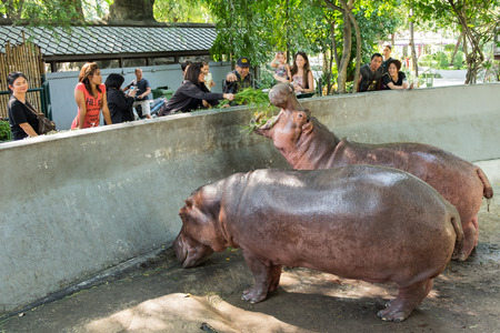 BANGKOK, THAILAND - JANUARY 31, 2017: Unidentified people foreigner feeding two hippopotamuses at the Dusit Zoo.のeditorial素材