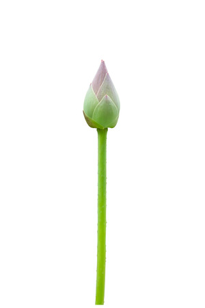 Lotus flower bud isolated on  white background. Clipping paths included.の写真素材