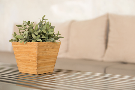 Small tree on the steel tableの写真素材