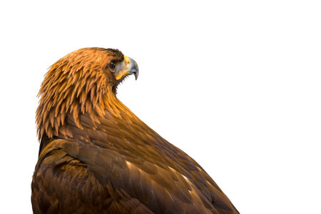 Closeup of beautiful Golden Eagle isolated on white background. Clipping path included.