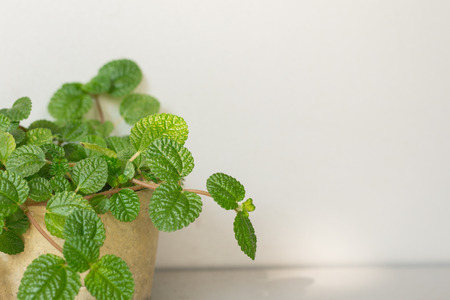 Fresh green nature with white boards in background, copy space for textの写真素材