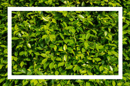 Green leaves with white  frame.の写真素材