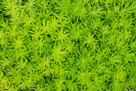 Close up of green grass in the early morningの写真素材