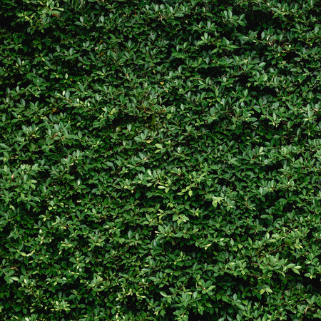 Beautiful Green leaf wall and backgroundの写真素材