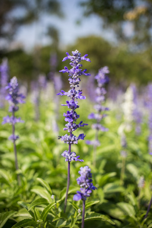 Purple flowersの写真素材