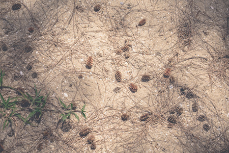 Cones in the sand.の写真素材