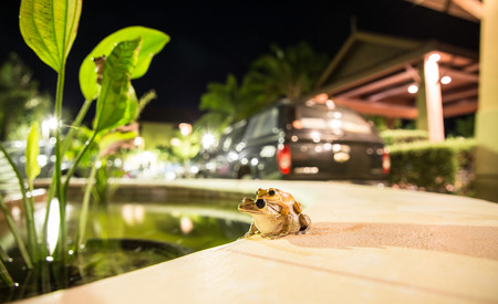Two frogs on tub.の写真素材