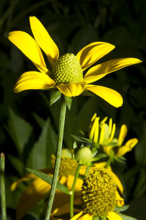 Flash on flower.の写真素材