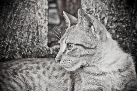 Cat look to the left.の写真素材
