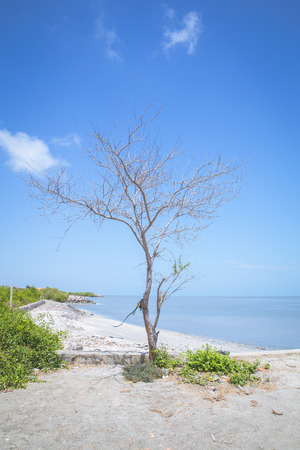 Dead tree on the beach.の写真素材