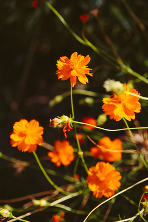 Orange flowers.の写真素材