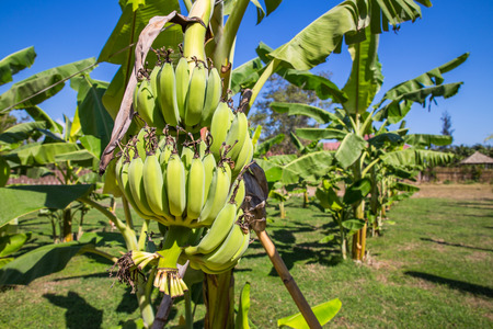 Green banana in garden.の写真素材