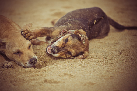 Two dogs played on the sand.の写真素材