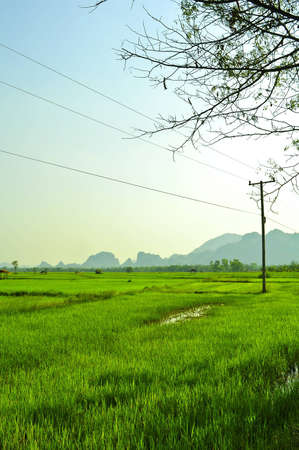 Cornfield of Thailandの写真素材