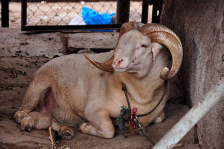 A goat is tethered の写真素材