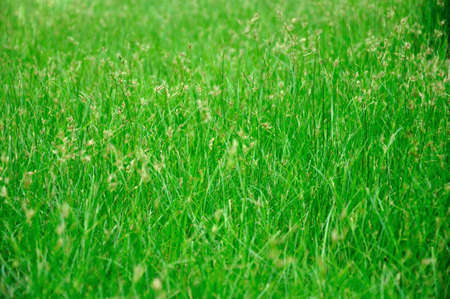 Grassの写真素材