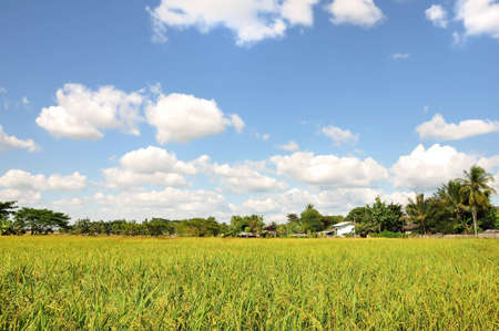 Green rice fieldの写真素材