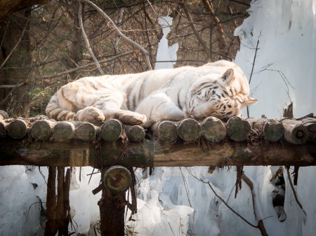 White Tigerの写真素材