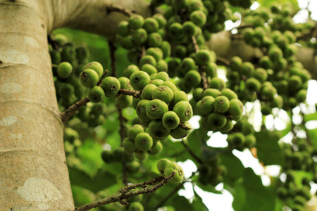 Fig, Common fig on plantの写真素材