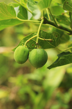 Tung Oil Treeの写真素材