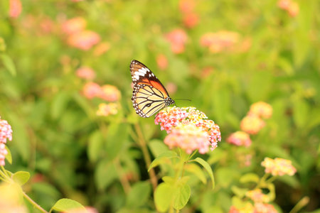 Butterfly on flower.