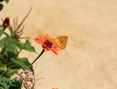 Butter fly on flower.の写真素材