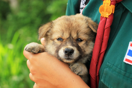 The Puppy.の写真素材