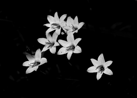 Black and white Rain lilies.の写真素材