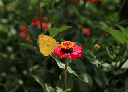 Butter fly on flower.の写真素材