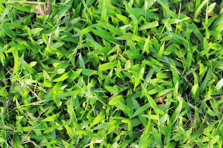 Green grass background texture.の写真素材