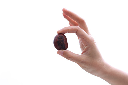 Girl holding chestnuts in her handsの写真素材