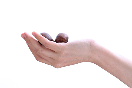 Girl holding chestnuts in her handsの写真素材