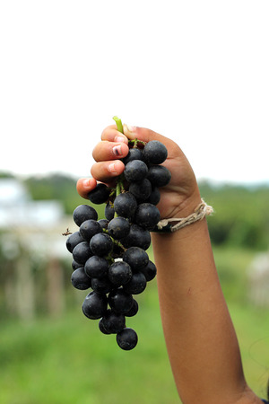 Hand Holding Fresh Red Grapes In The Vineyard.の写真素材