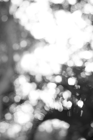 Gray filtered natural bokeh background.の写真素材