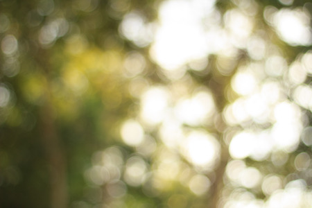 Natural green blurred background. Defocused green abstract background.の写真素材