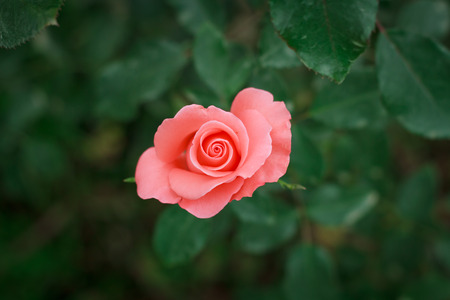 rose close upの写真素材