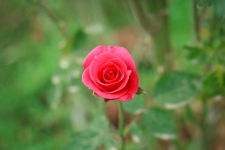 rose close upの写真素材