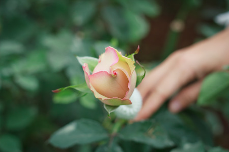 rose close upの写真素材