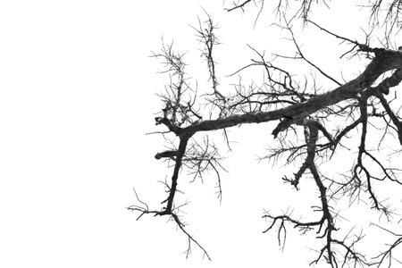 dead tree against blue sky