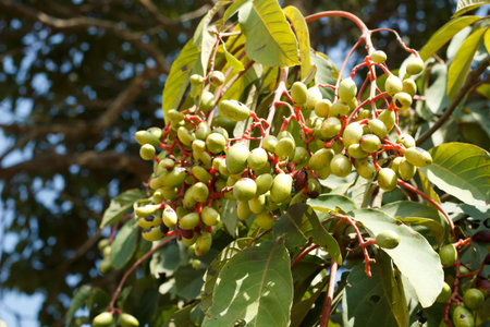 Wild Almond on plant,Irvingia malayana Oliv.