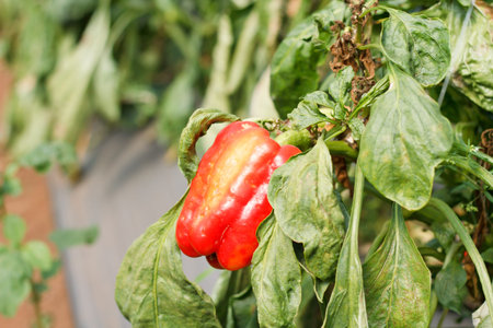 Pepper, diseaseの写真素材