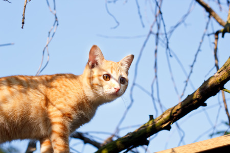 cat climbing treeの写真素材
