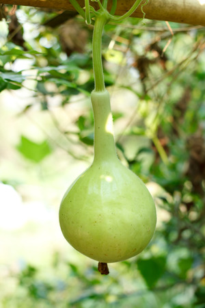 gourd in organic farm,Thailandの写真素材