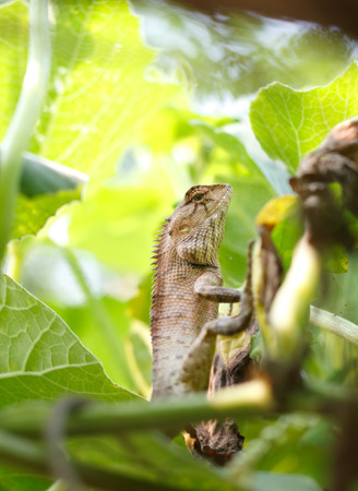 Close-up of Lizard.の写真素材