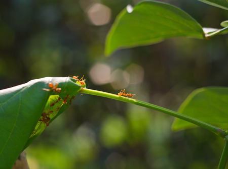 Red Antsの写真素材